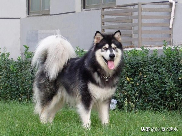 比尼熊狗狗价格,阿拉斯加狗狗价格