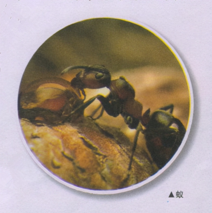 昆虫样子特点,昆虫视觉是什么样的