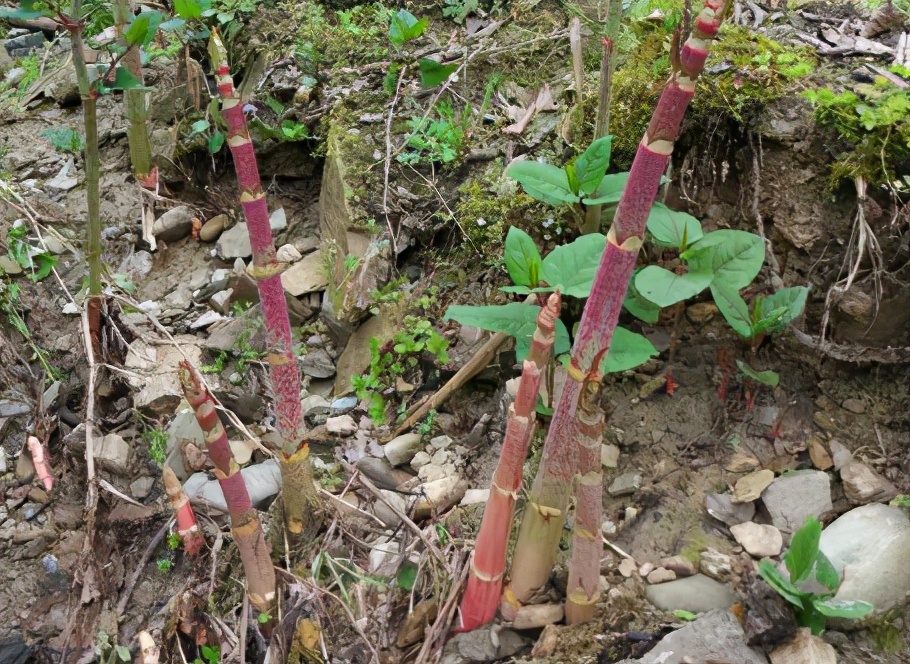 俗称“酸竹筒”，1月长1米，若遇到请移栽回去，别不懂其价值