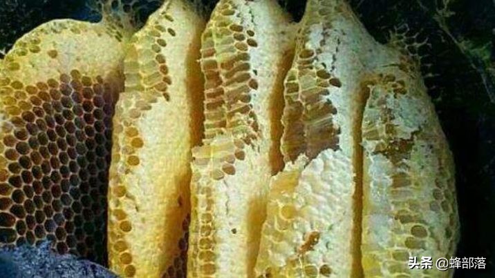 三十年养蜂人传授养蜂秘诀,初学养蜂者如何进入养蜂的高境界