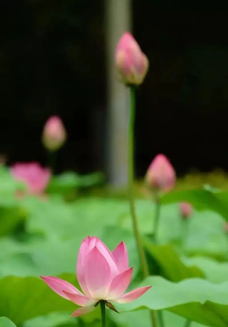 夏季最美荷花在哪里,山东最漂亮的荷花