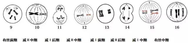 生物必修二知识点归纳总结,高中必修二生物遗传概率解题技巧