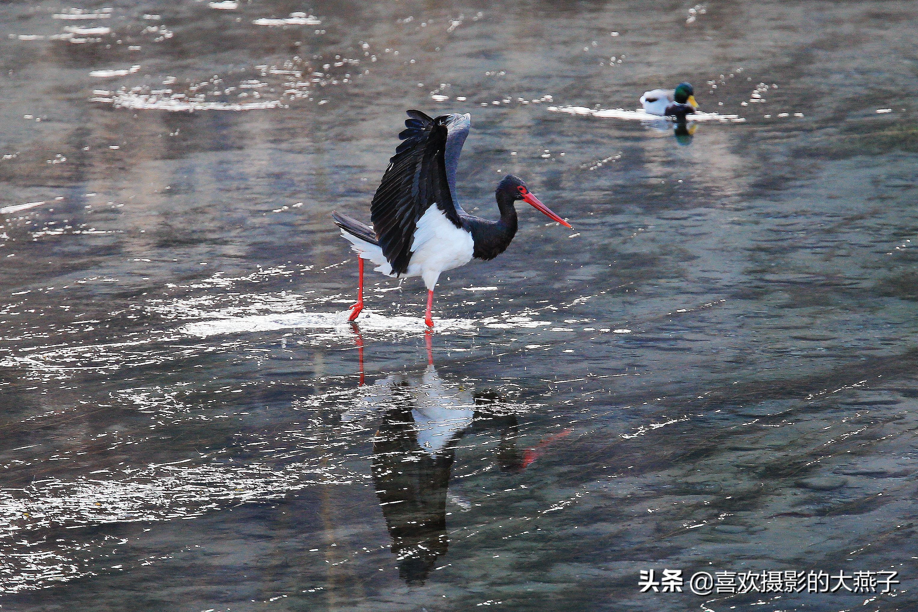 閲庣敓榛戦钩,榛戦钩椋炵繑鍥剧墖