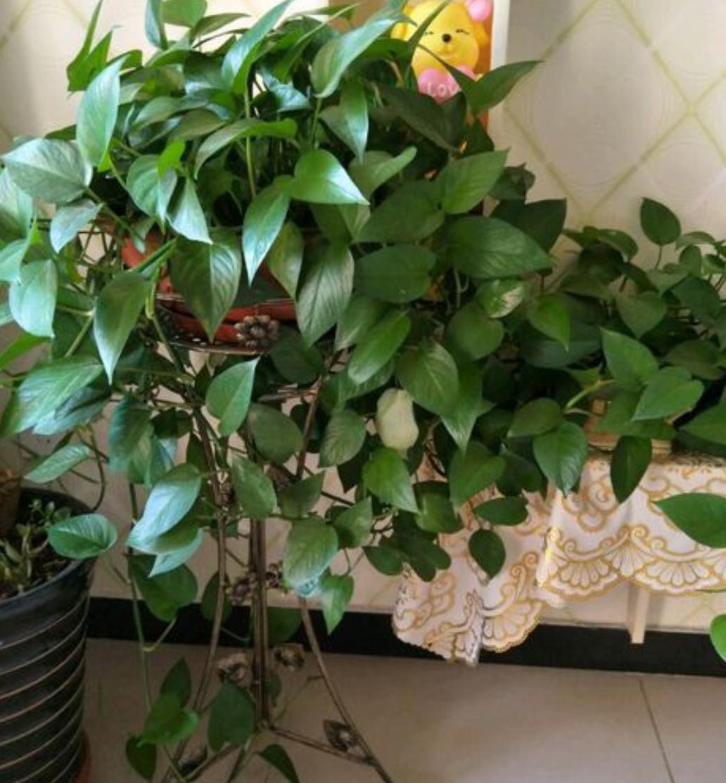 绿萝浇水过多黄叶怎么补救,绿萝浇水过多导致黄叶怎么办