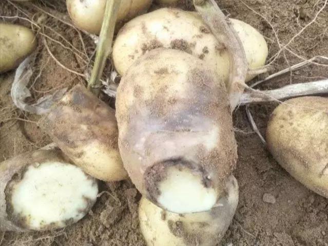 马铃薯线虫病发病原因,马铃薯杀线虫的最佳方法