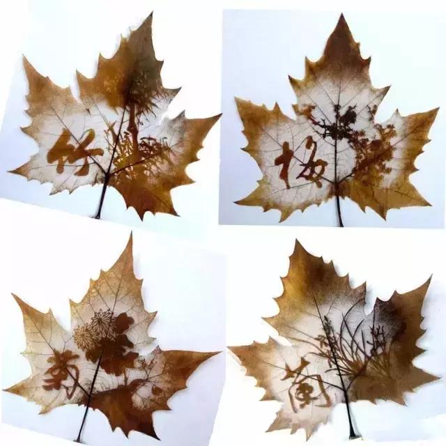 一叶一菩提高清图片,最漂亮的一叶一菩提