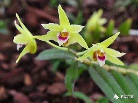 石斛兰烂根全部腐烂怎么办,石斛兰花烂根要怎么挽救