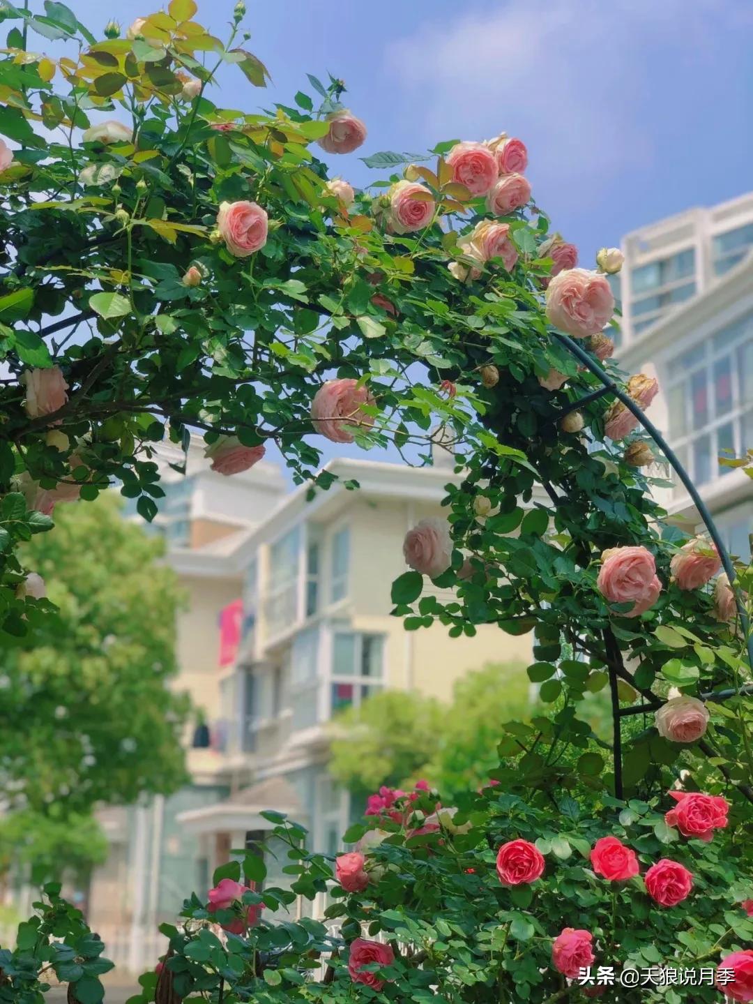 圆滚滚的绣球，瀑布般的花墙，这届花友也太会种花了吧