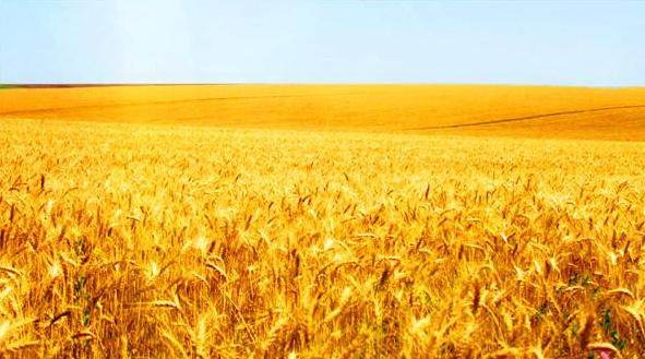 风吹麦浪诗词七绝,风吹麦浪诗词原创