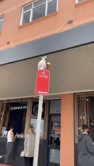 超可爱动物吃播治愈70万人，仓鼠、小熊猫、鹦鹉萌翻全网