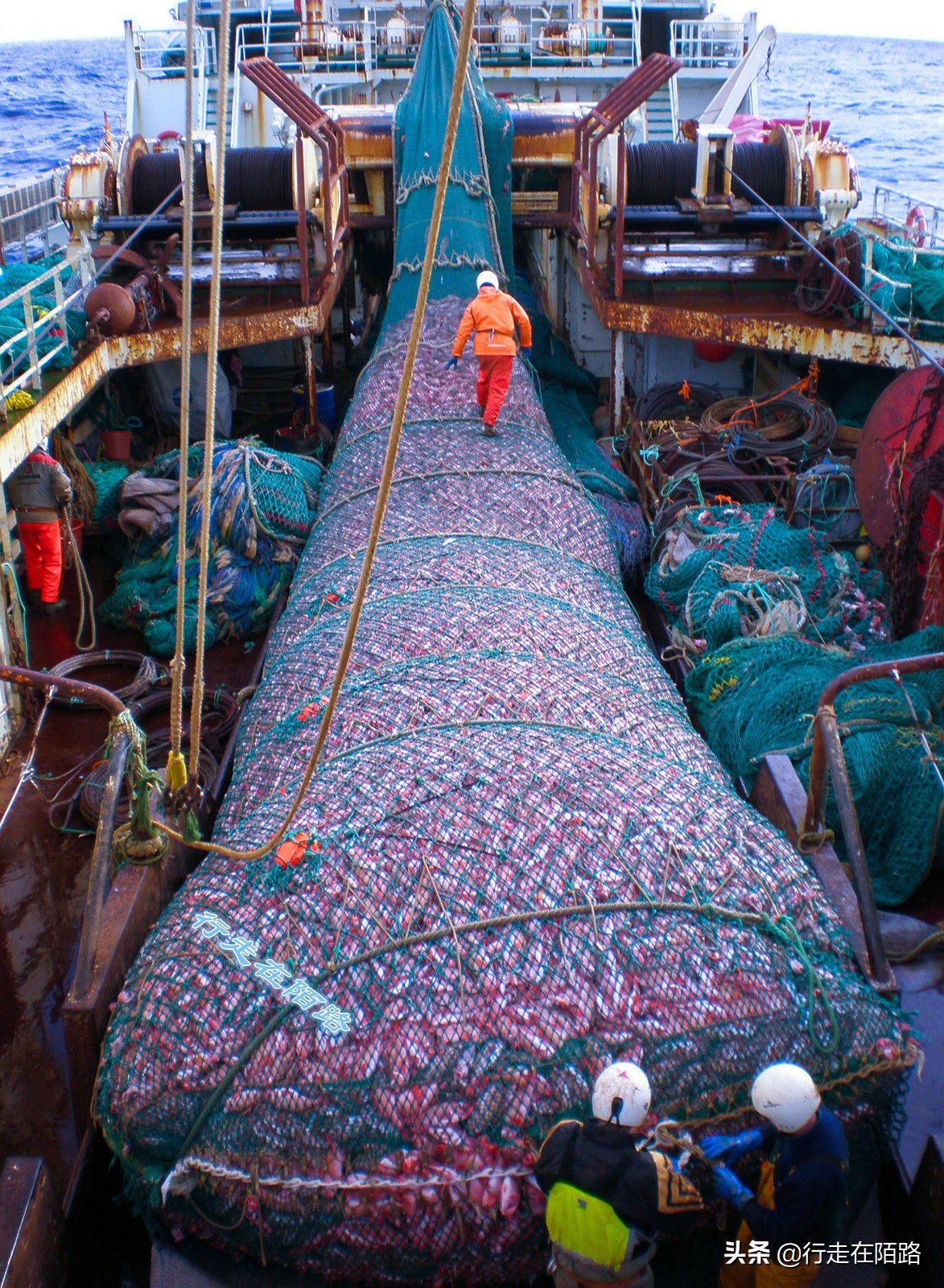 海参崴的渔业资源：挨枪子也要非法捕捞，一次利润数万元