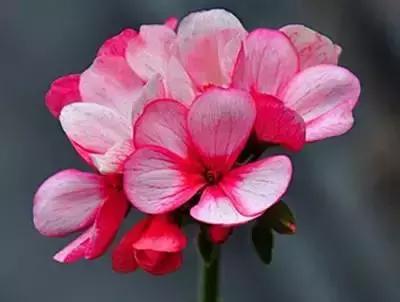 拍摄花的花语,100种摄影基础美学