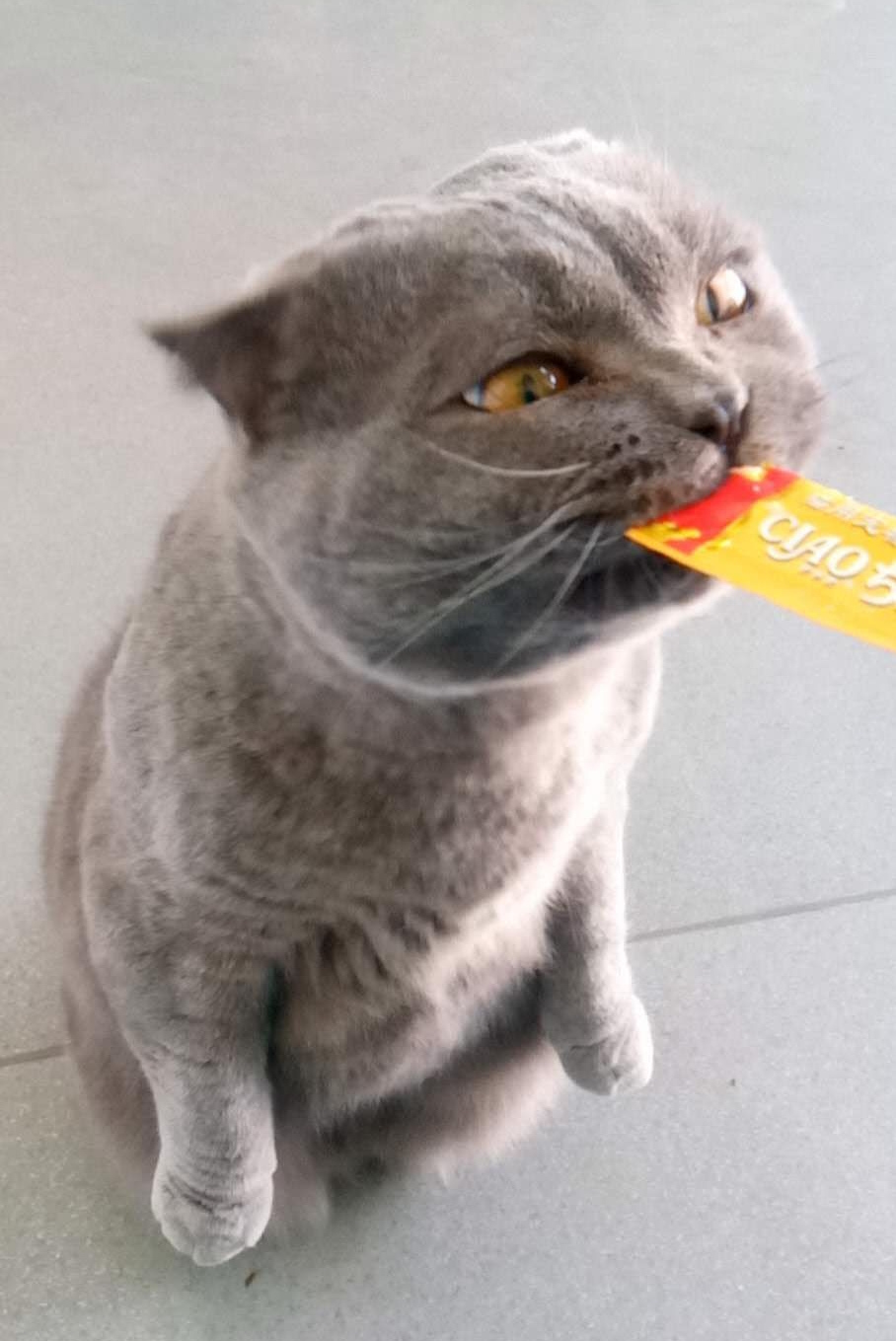 被遗弃的小熊软糖,被遗弃的糖宝