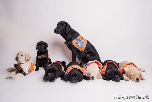 可以当导盲犬的有哪几种狗呢,哪些品种的狗狗成为导盲犬