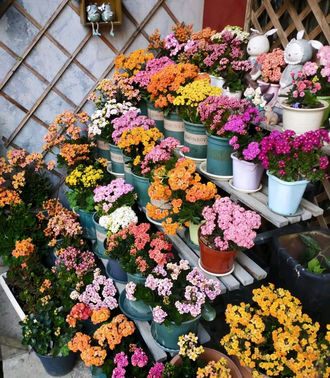 10种“吉利花”，“穷养”才能长大，越挤越壮实，越大越“旺家”