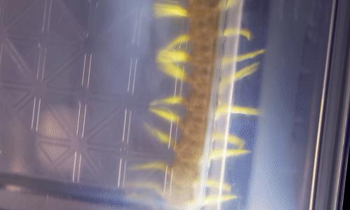 在南方大蜈蚣面前，南方大蟑螂简直不堪一提