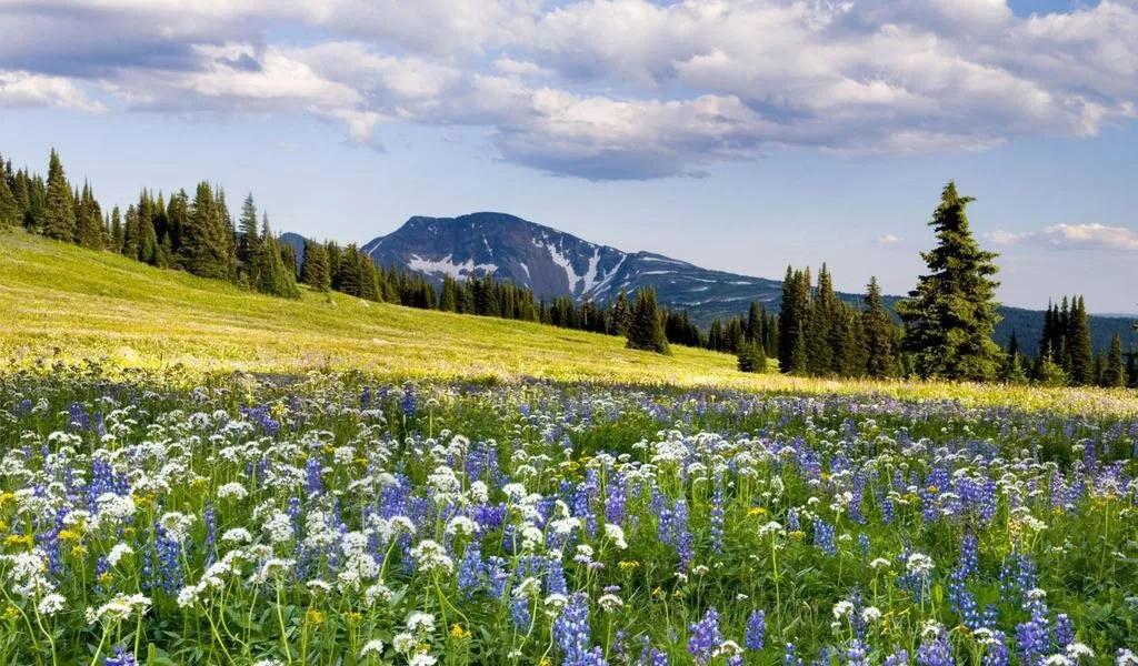 西洋参历史,西洋参的历史