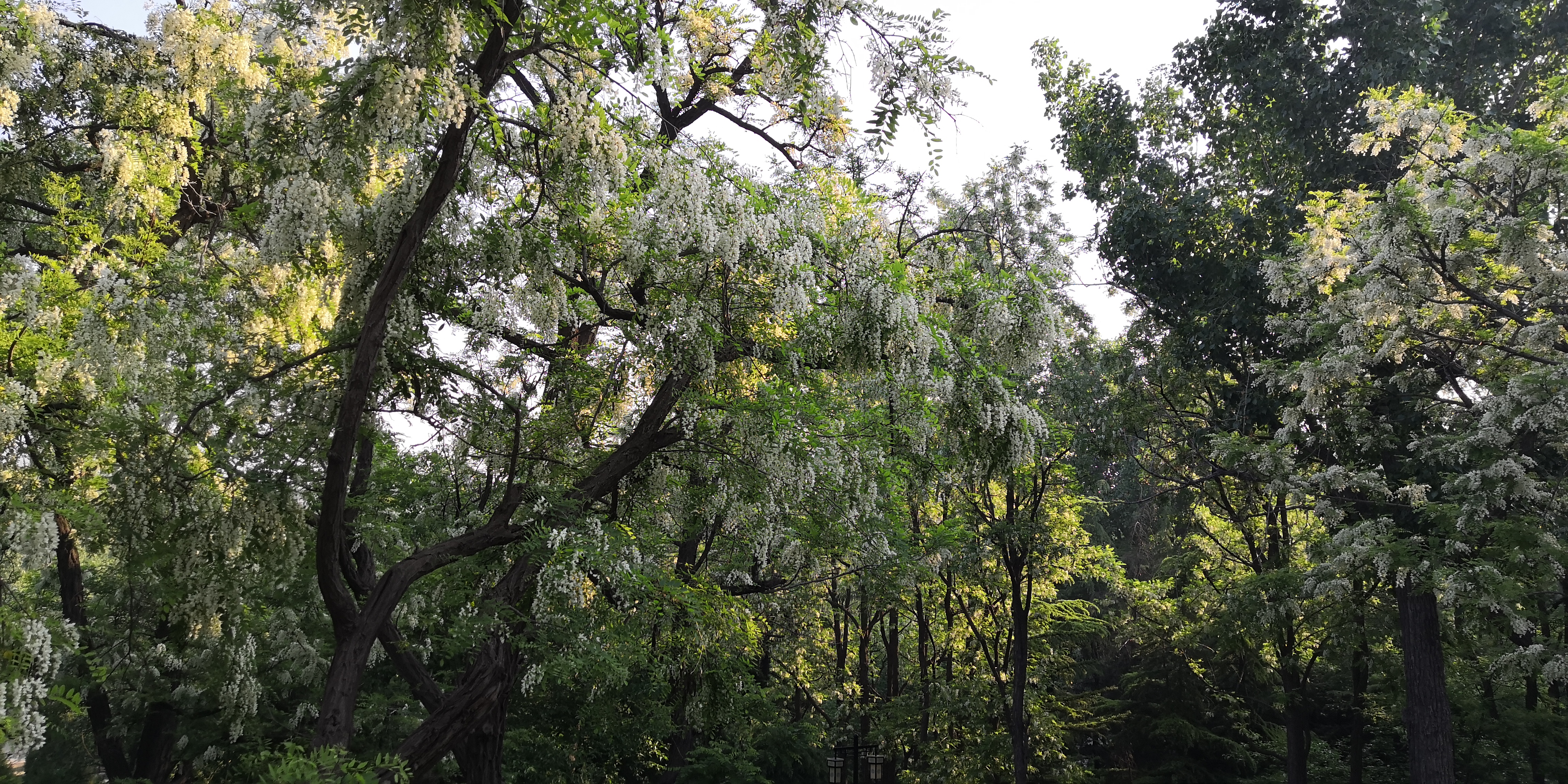 紫槐花最佳吃法,槐花丸子的吃法