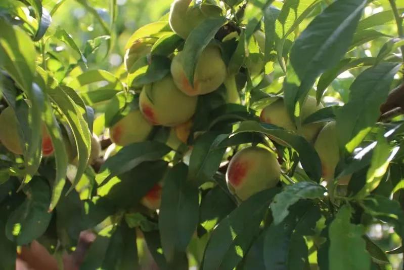 测土配方施肥的四大好处,测土配方施肥技术成本与收益