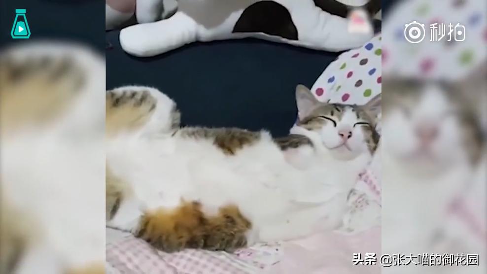 如果你遇到一只流浪猫你会怎么做,如果你遇到流浪猫你该怎么办