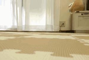 萌萌可爱猫头鹰宠物,宠物猫头鹰可爱合集