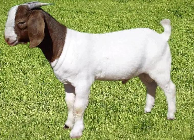 新手养羊最好买什么羊,新手养羊的10个技巧