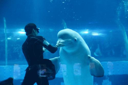 被囚34年取精，被迫亲手杀死爱子，最后只能挣扎着死去……