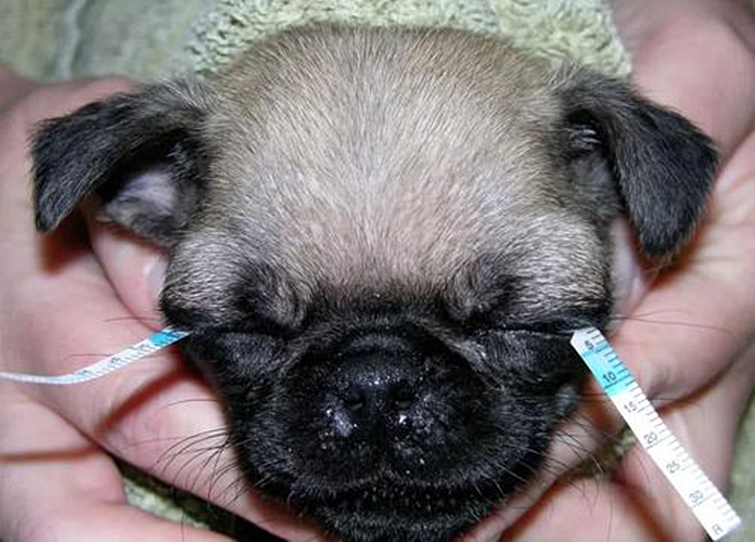 狗狗眼屎分泌过多，就是上火了？铲屎官可别忽略了干眼症的危害