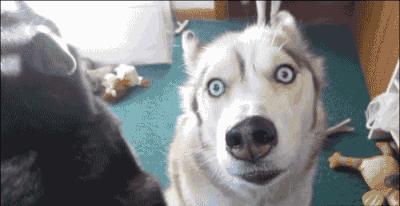 「论坛」小区里面的25个养狗的人，开会讨论zezeze