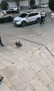 在山上遇到什么野果,在山上遇到哪些野菜