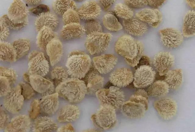 番茄的种植技术番茄有哪些虫害,番茄栽培技术番茄病虫害防治视频