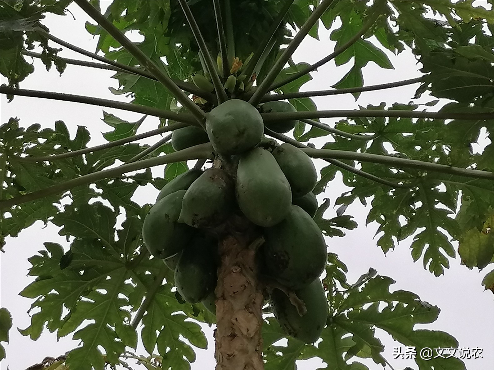 如何培育番木瓜的两性株和雌株,北方能种的番木瓜新品种