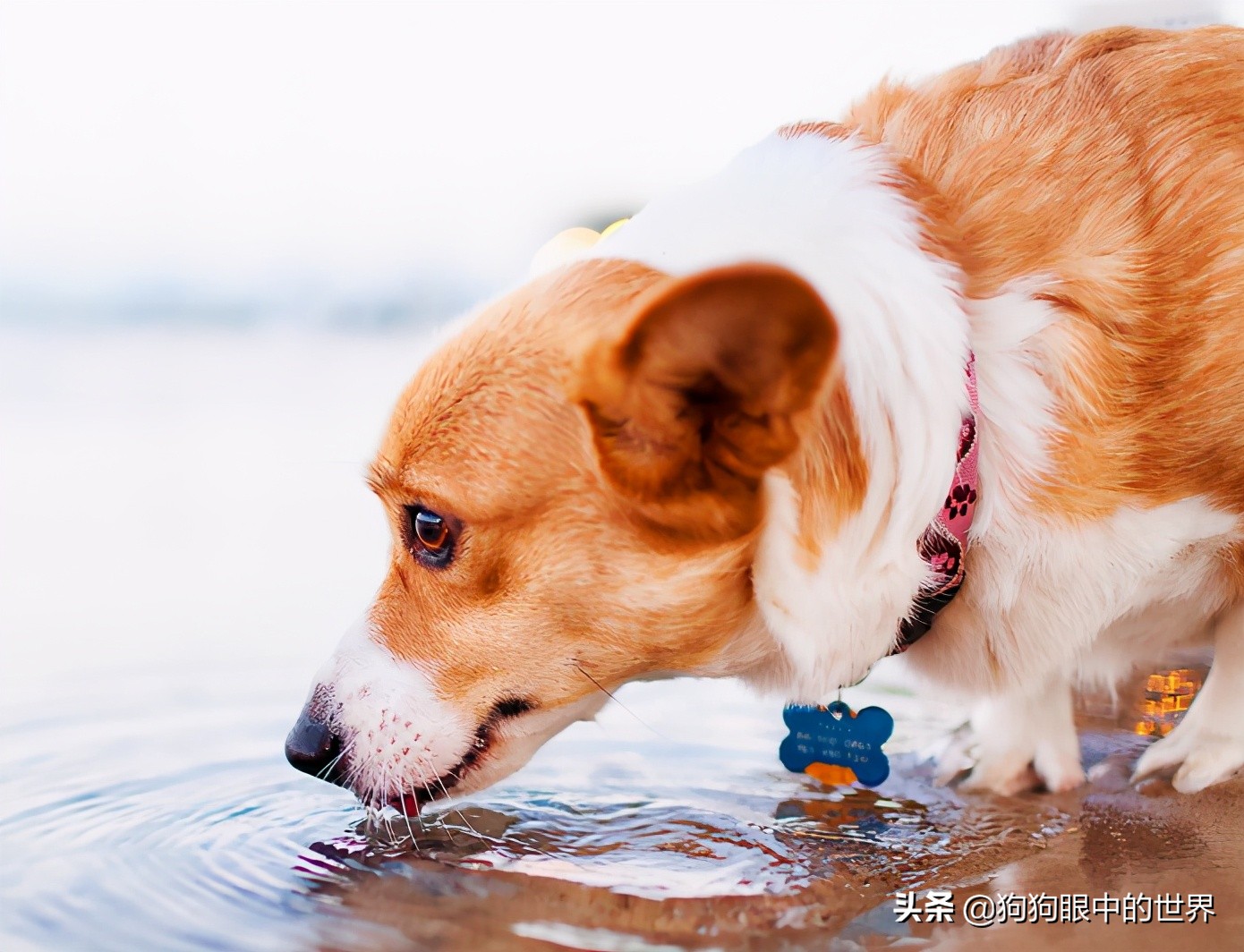 狗狗高烧40度怎么降温,夏天到了这7种狗狗最怕热了