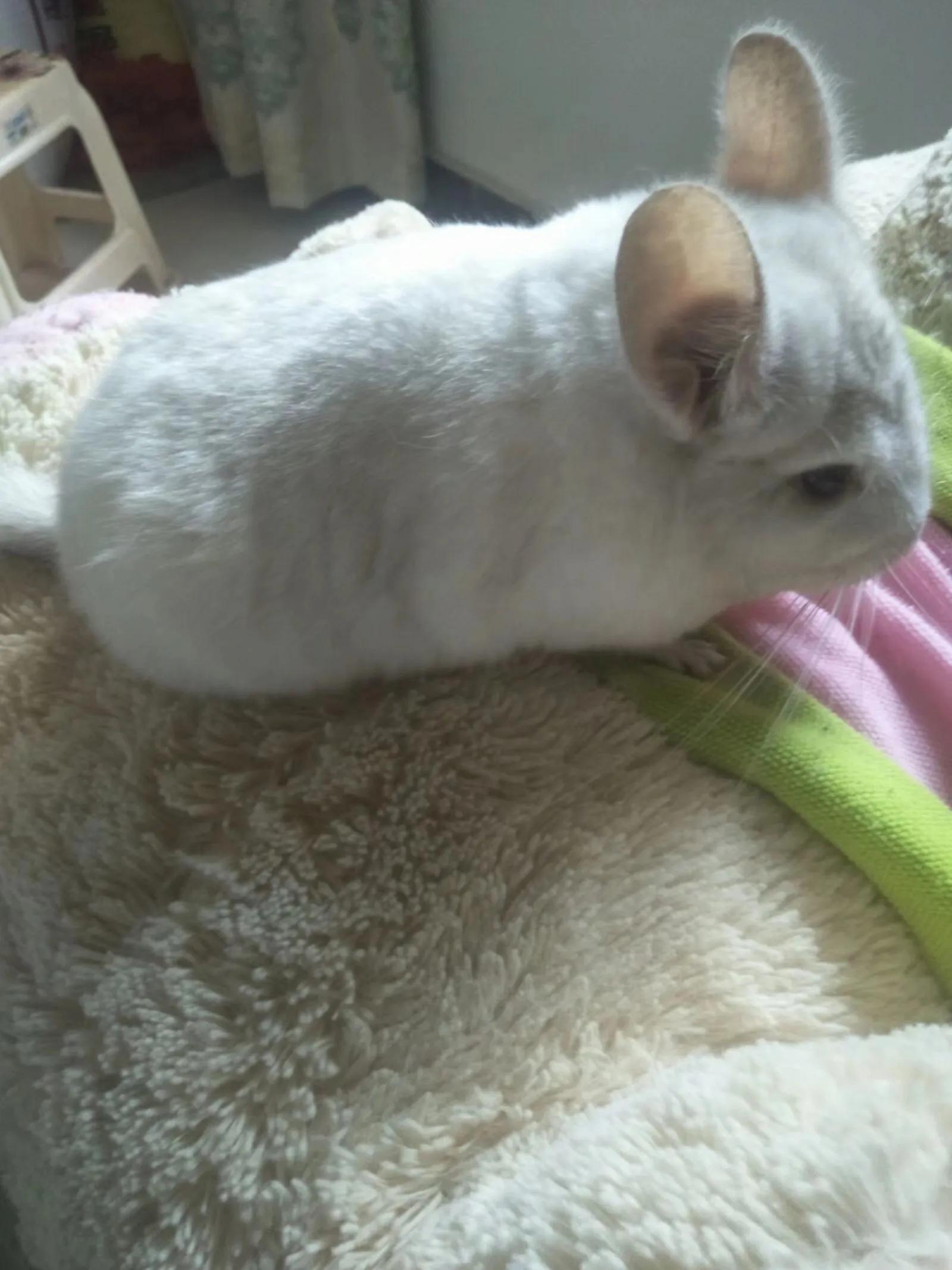 宫崎骏的龙猫真的太治愈人心了,宫崎骏的龙猫怎么那么像熊猫呢