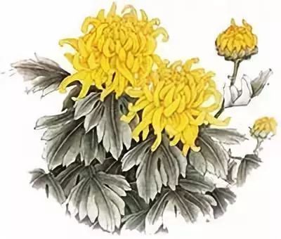 重阳节来历以及习俗,重阳节来历以及风俗