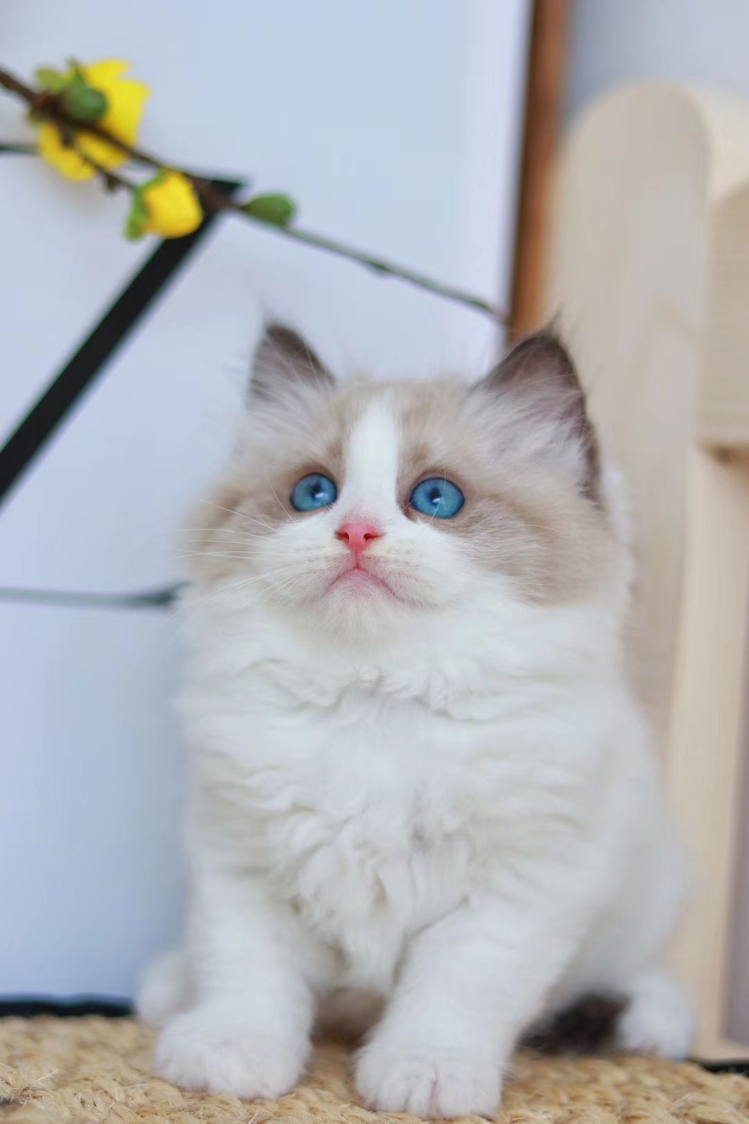 在哪里买布偶猫,最好的布偶猫在哪买