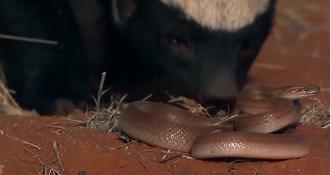 蜜獾吞食毒蛇视频,克星蜜獾专门咬很凶猛的毒蛇