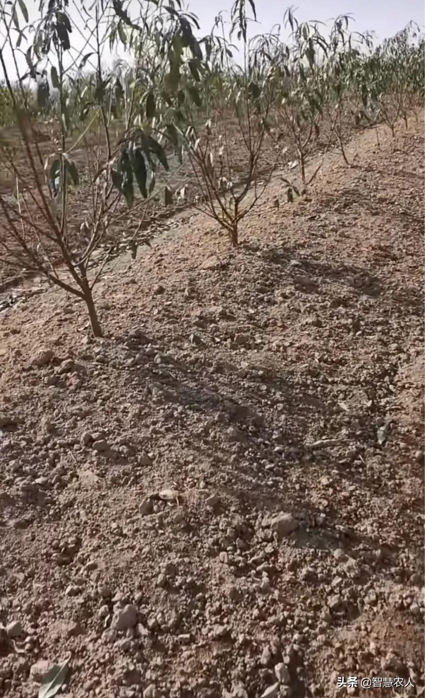 预防桃树流胶病用什么药,桃树流胶什么时候防治