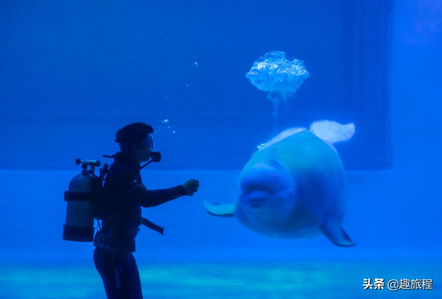 开年特惠仅需89.9元，畅游小梅沙海洋世界门票，,快抢啊!