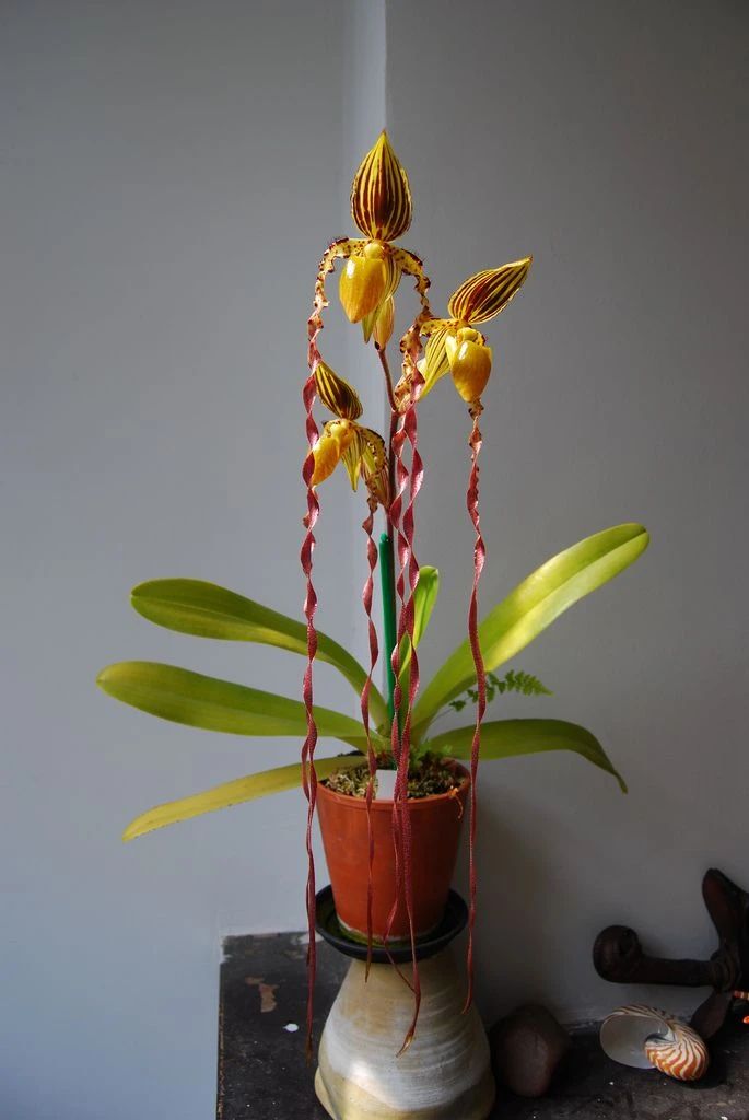 好看的皇后植物,皇后花卉名称