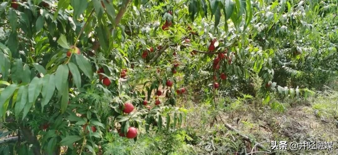 「古陉农事」上品油桃防口厚道