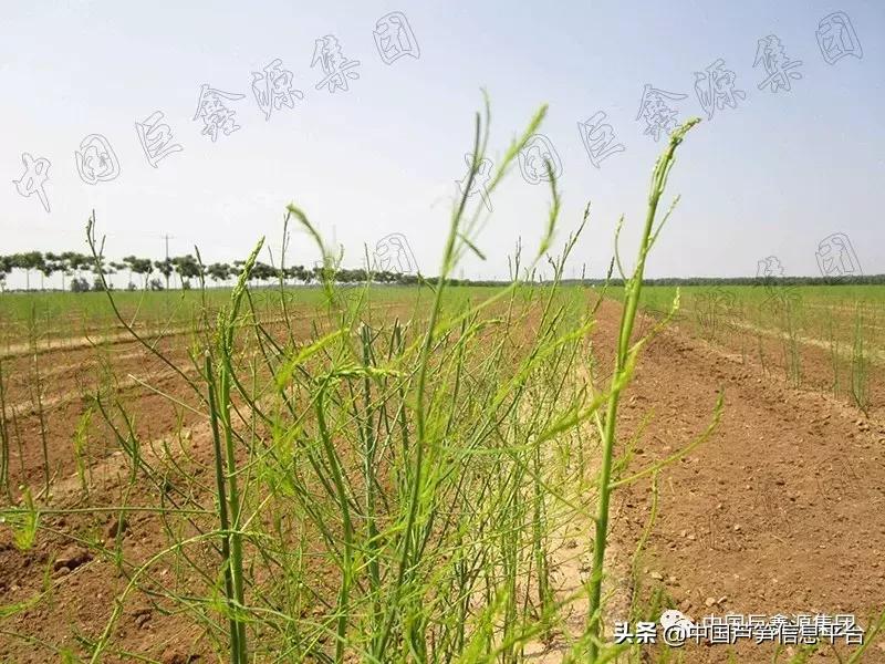 芦笋的种植方法及管理技术,优质芦笋高产防病技术200问