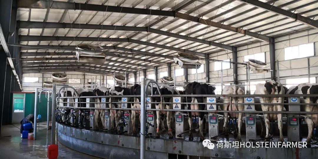 山东奶厂现状怎么样,乳企盈利牧场亏损