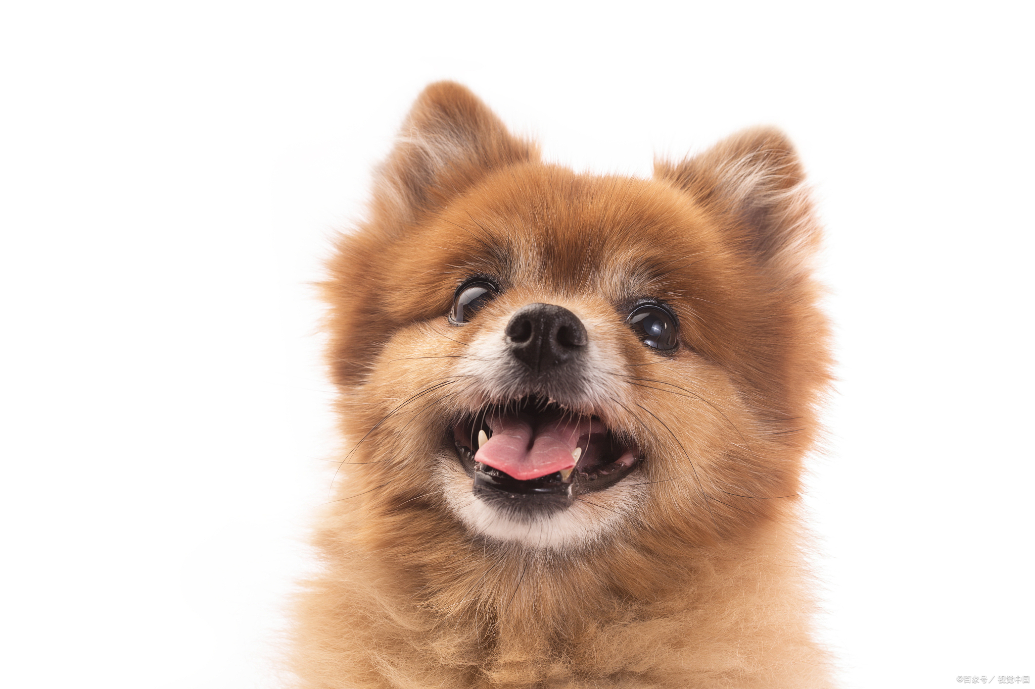 博美幼犬一天喂食啥时候喂最标准,在什么时候给博美喂食比较好