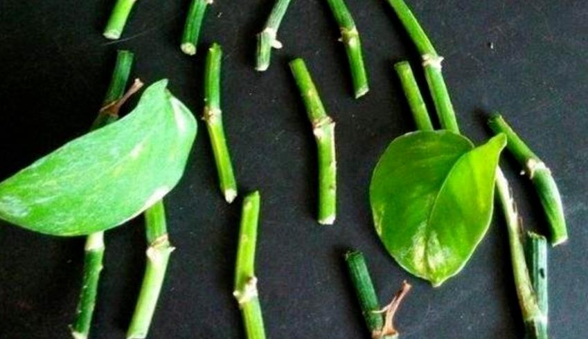 缁胯悵鏋濆彾鏀炬按閲屽涔呰兘鐢熸牴,缁胯悵鏋濆彾鏀惧湪姘撮噷澶氫箙鐢熸牴