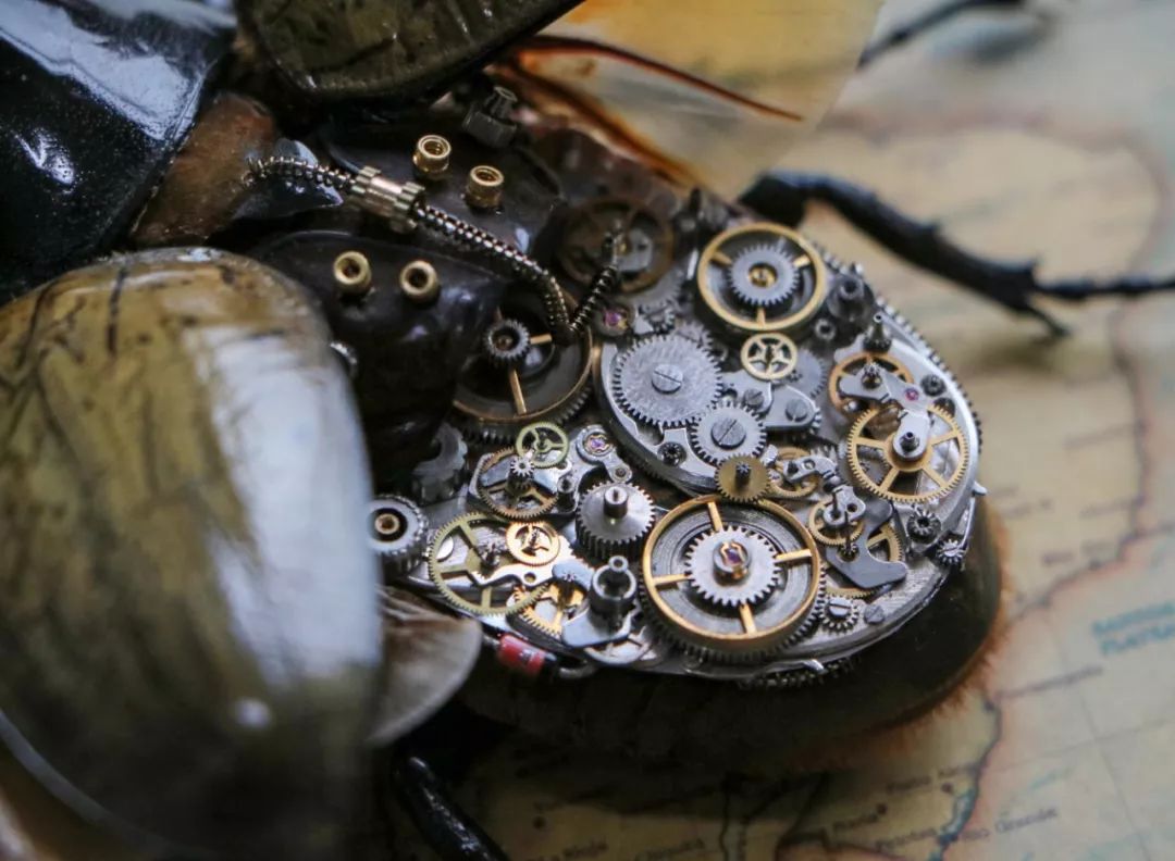 95后小伙离世捐献器官救了5人,95后小伙昆虫标本