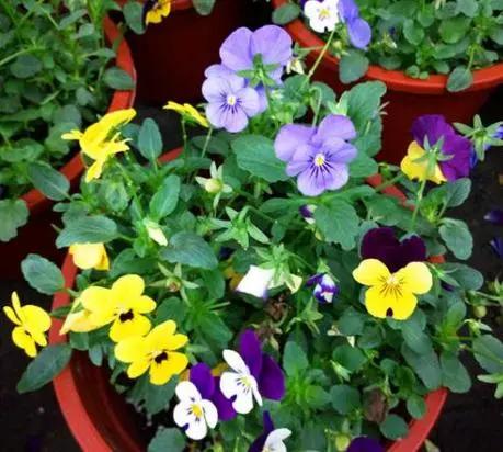 几月份种花比较适合,几月份种花是最好的