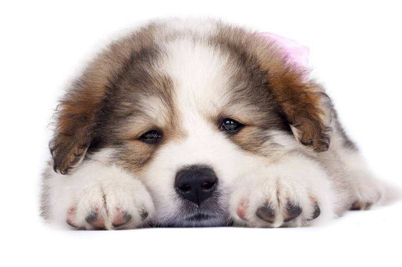 狗狗便秘怎么办还一直趴着没力气,狗狗便秘痛苦大叫