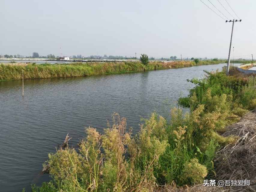 为什么大板鲫吃口很轻,大板鲫一般多少度吃口