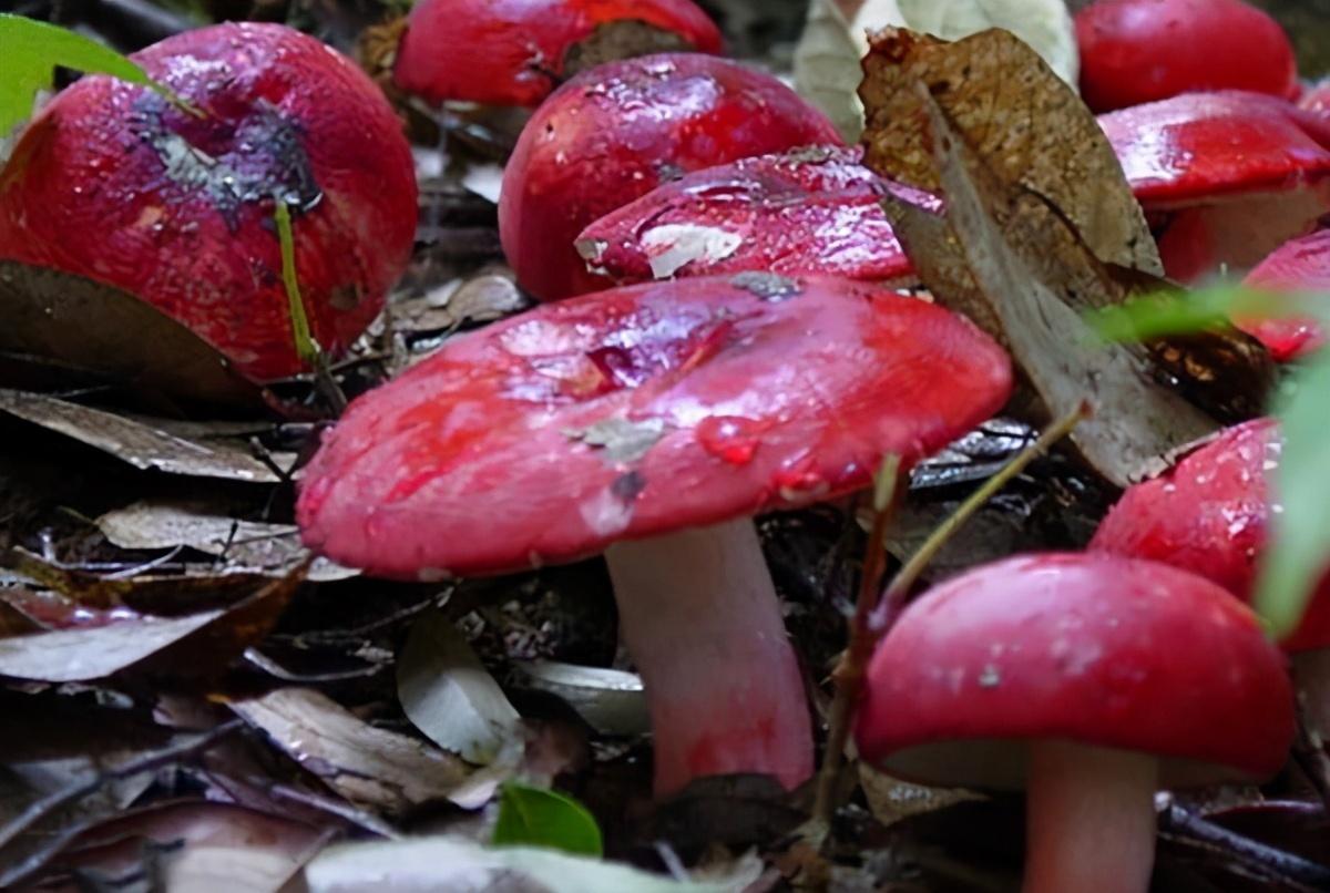 旅游美食攻略自助餐,旅游美食攻略视频